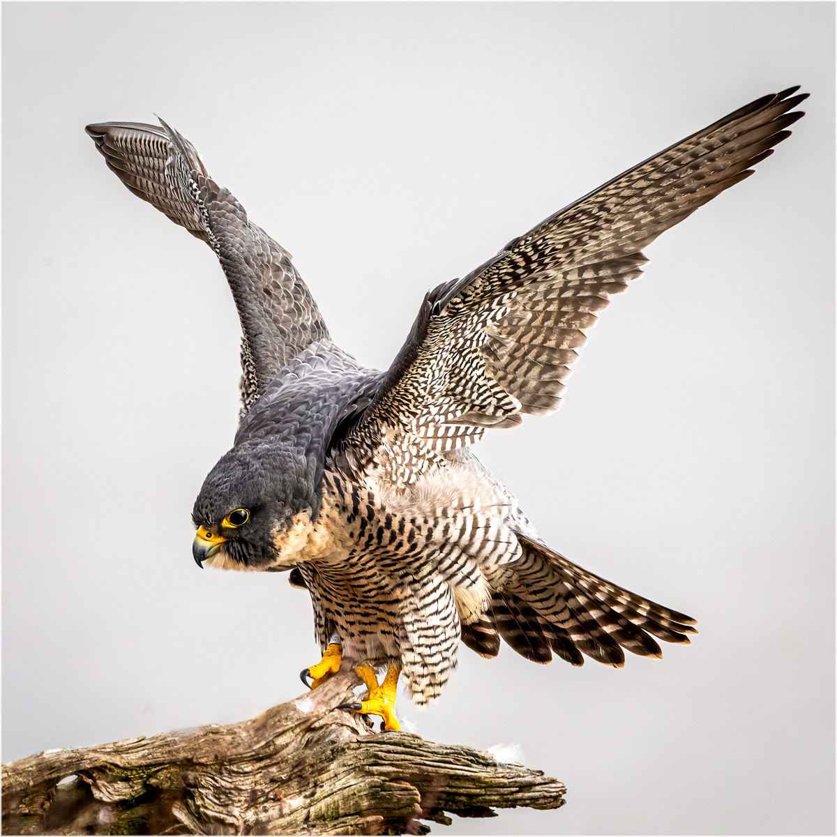 Peregrine Falcon